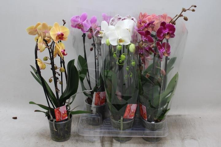 Phal El Cascade 12Ø 45cm