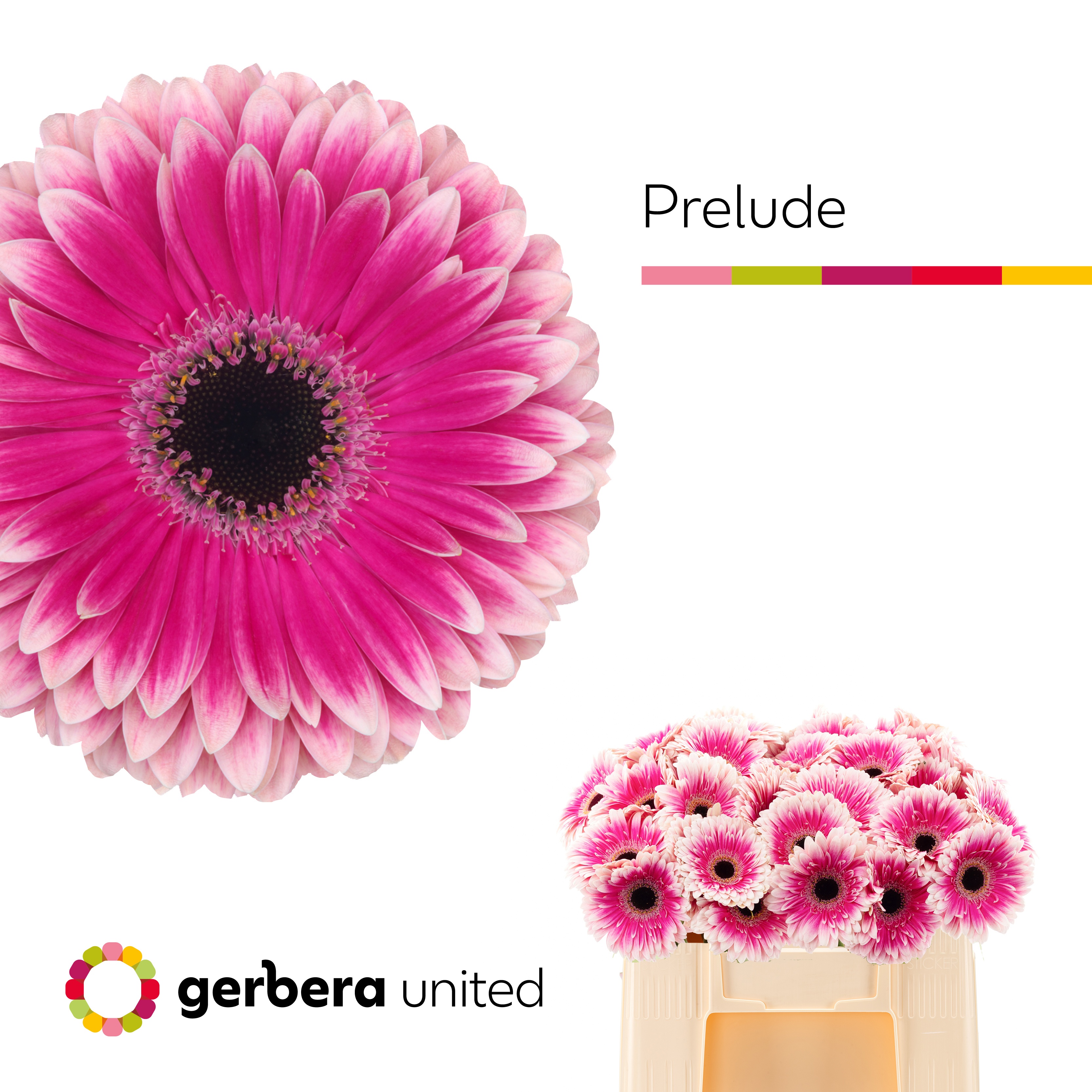 Gerbera Prelude