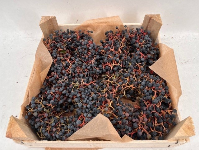 Fruits Malus Per Piece