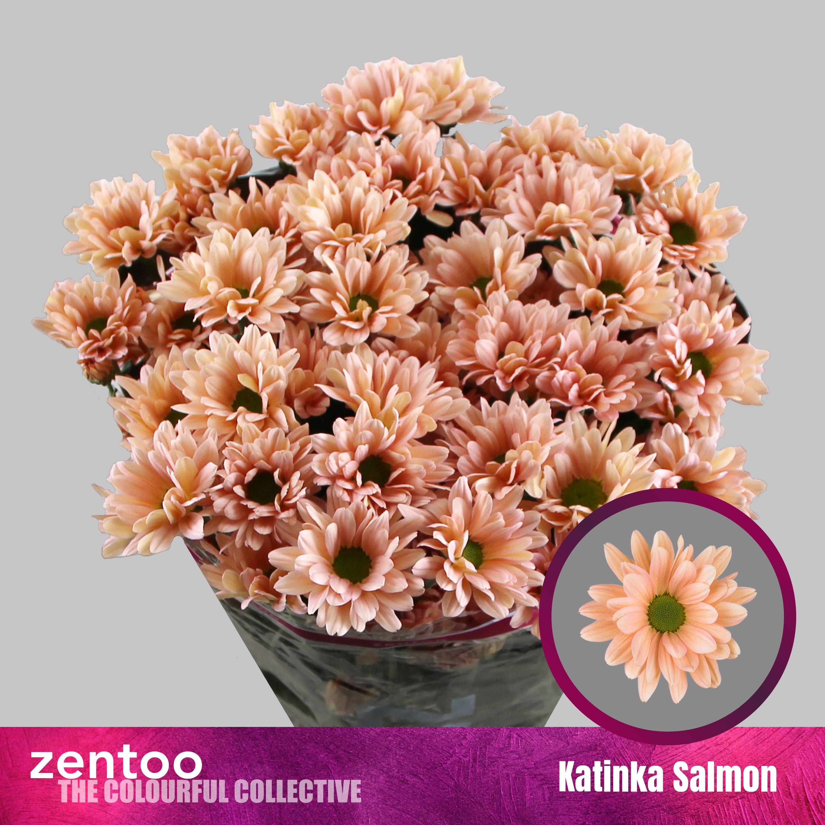 Chr T Katinka Salmon