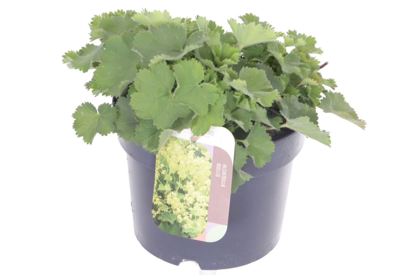Alchemilla mollis