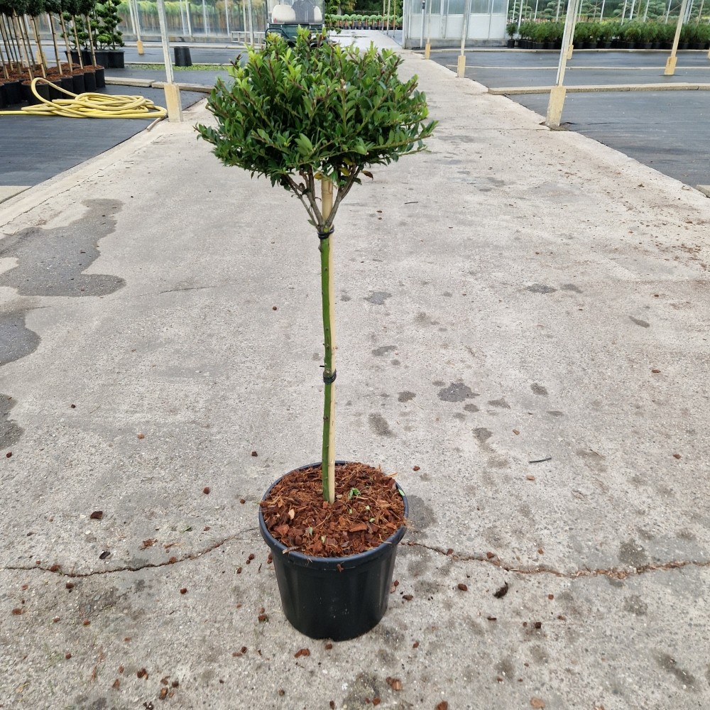 Picture of Ilex crenata Twiggy C8 40/STD (LOOSE)