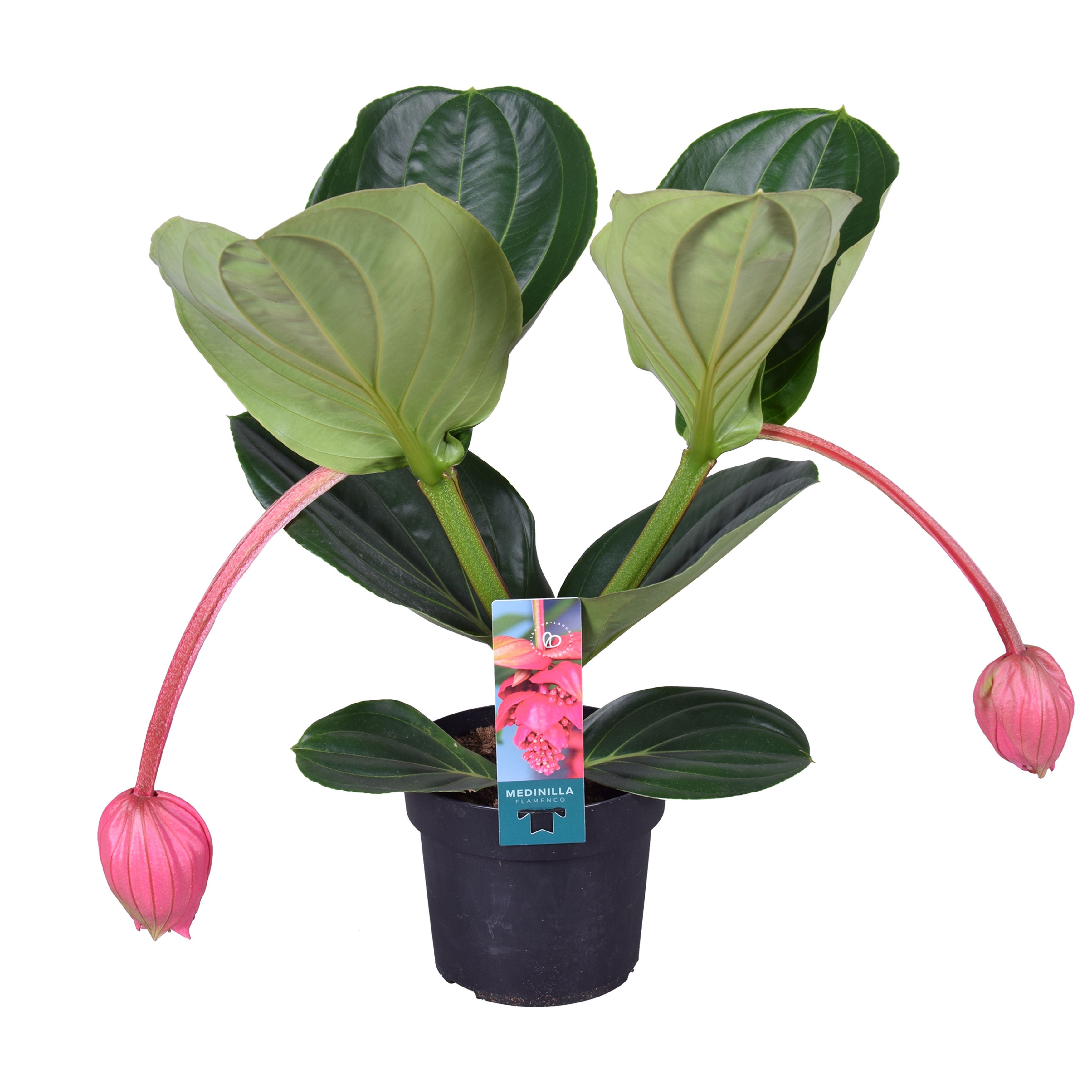 Medin Mag Flamenco 17Ø 55cm
