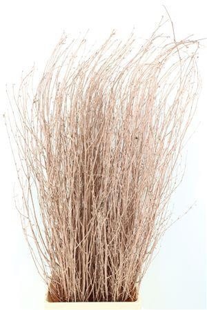 Betula (BIRCH) Painted 120cm