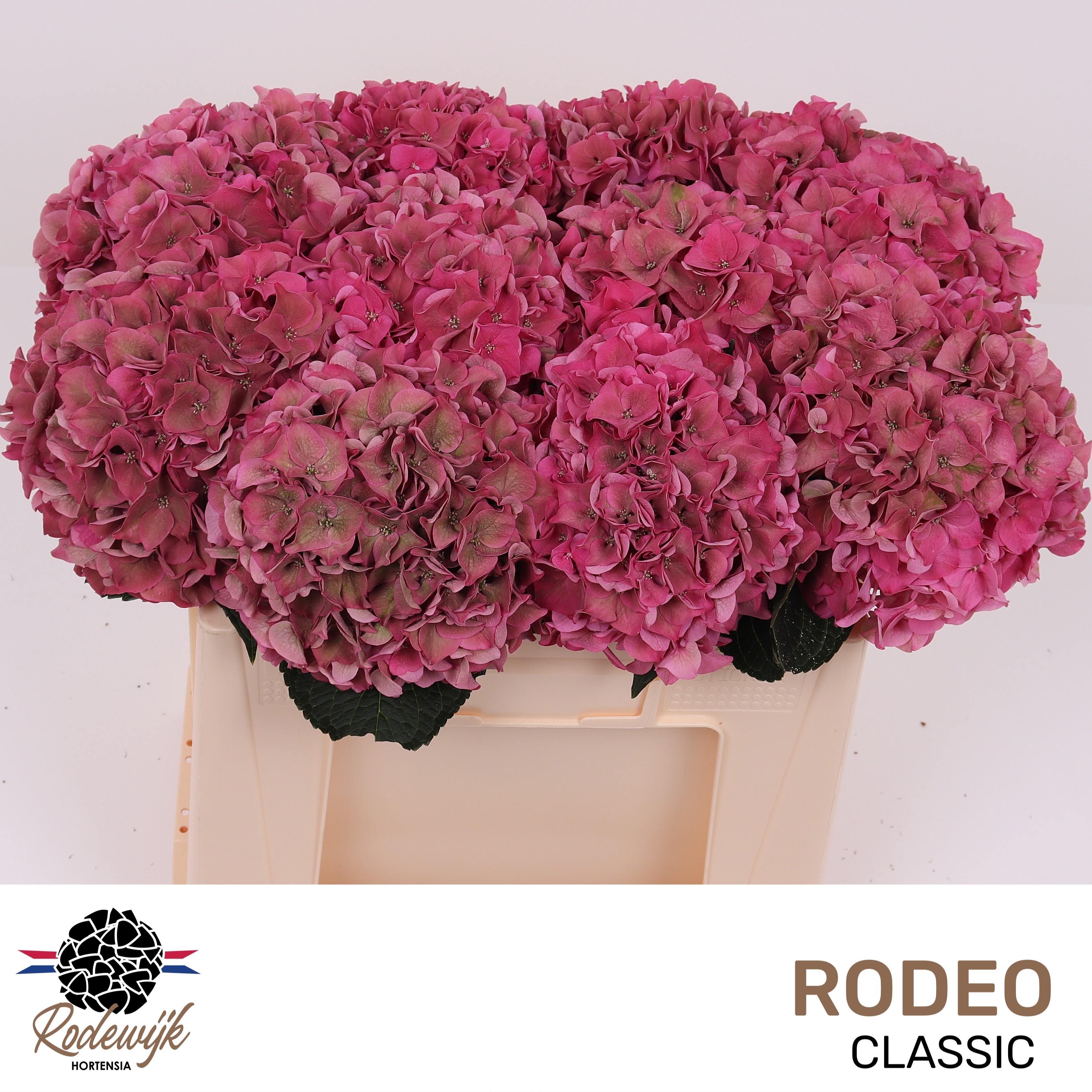 Hydrangea Rodeo Classic Pink 50cm 17Ø