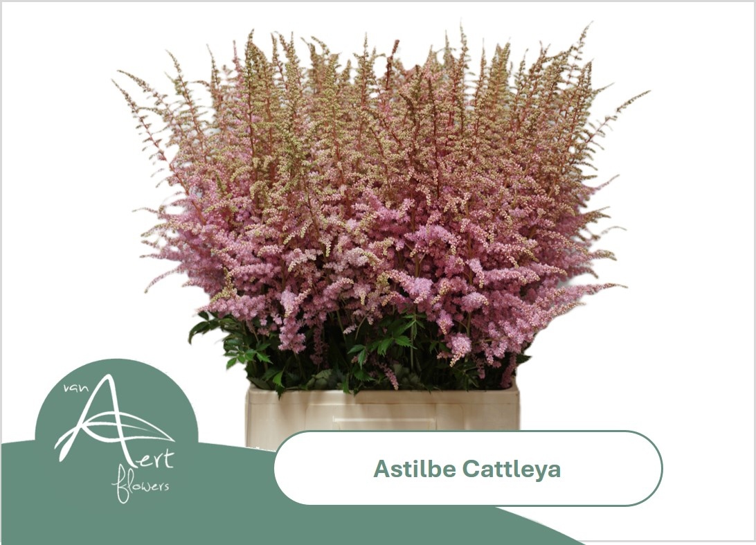 Astil Ar Cattleya