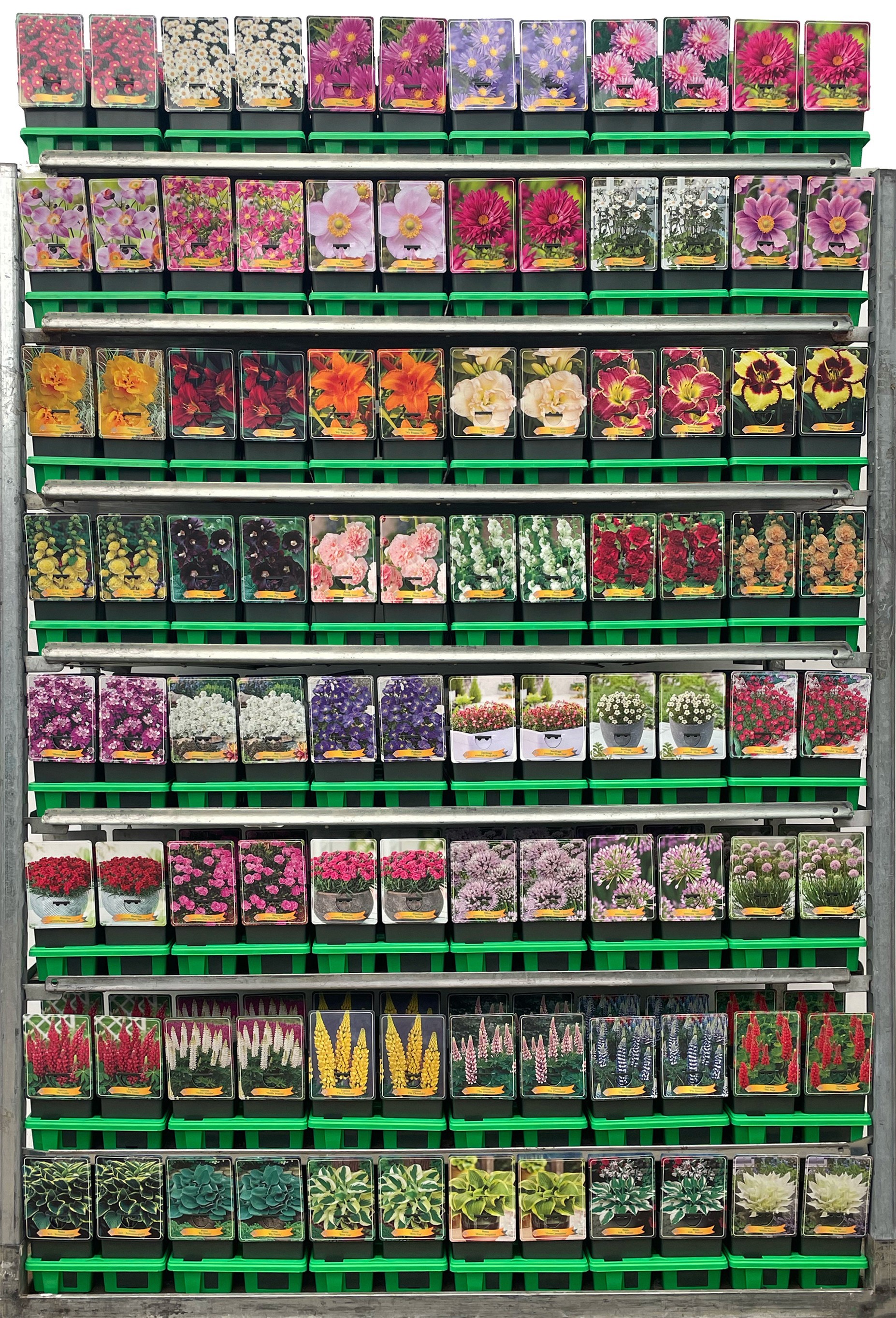 Picture of Vaste planten Mix CC 2 P11