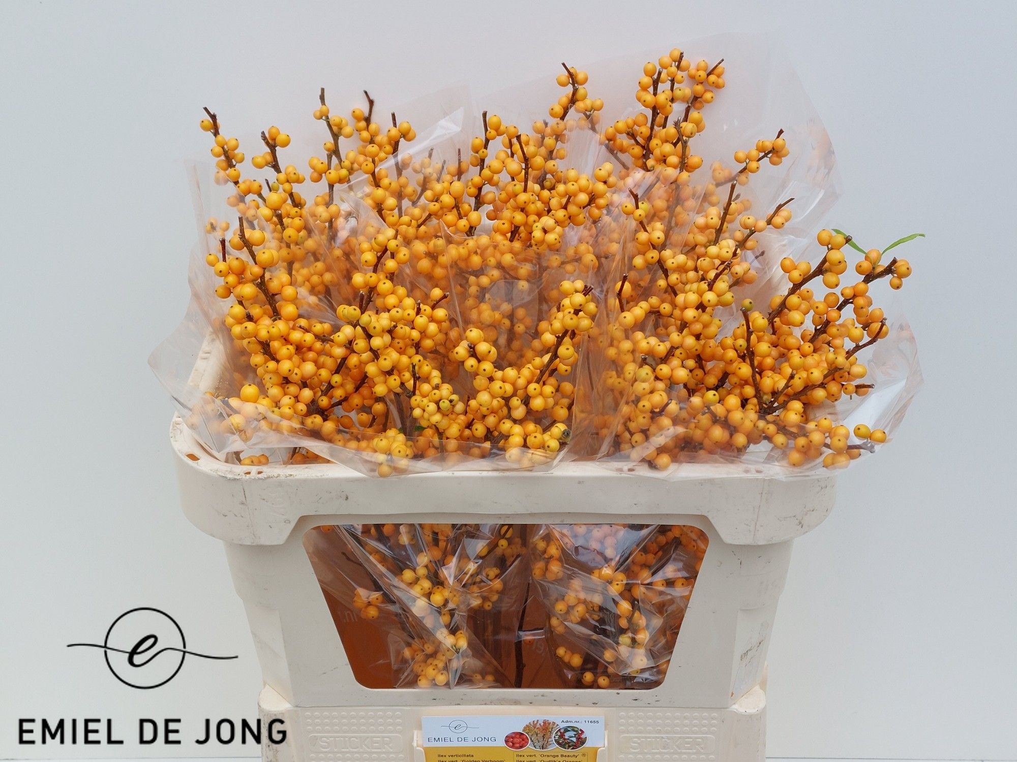 Ilex Golden Verboom 70cm