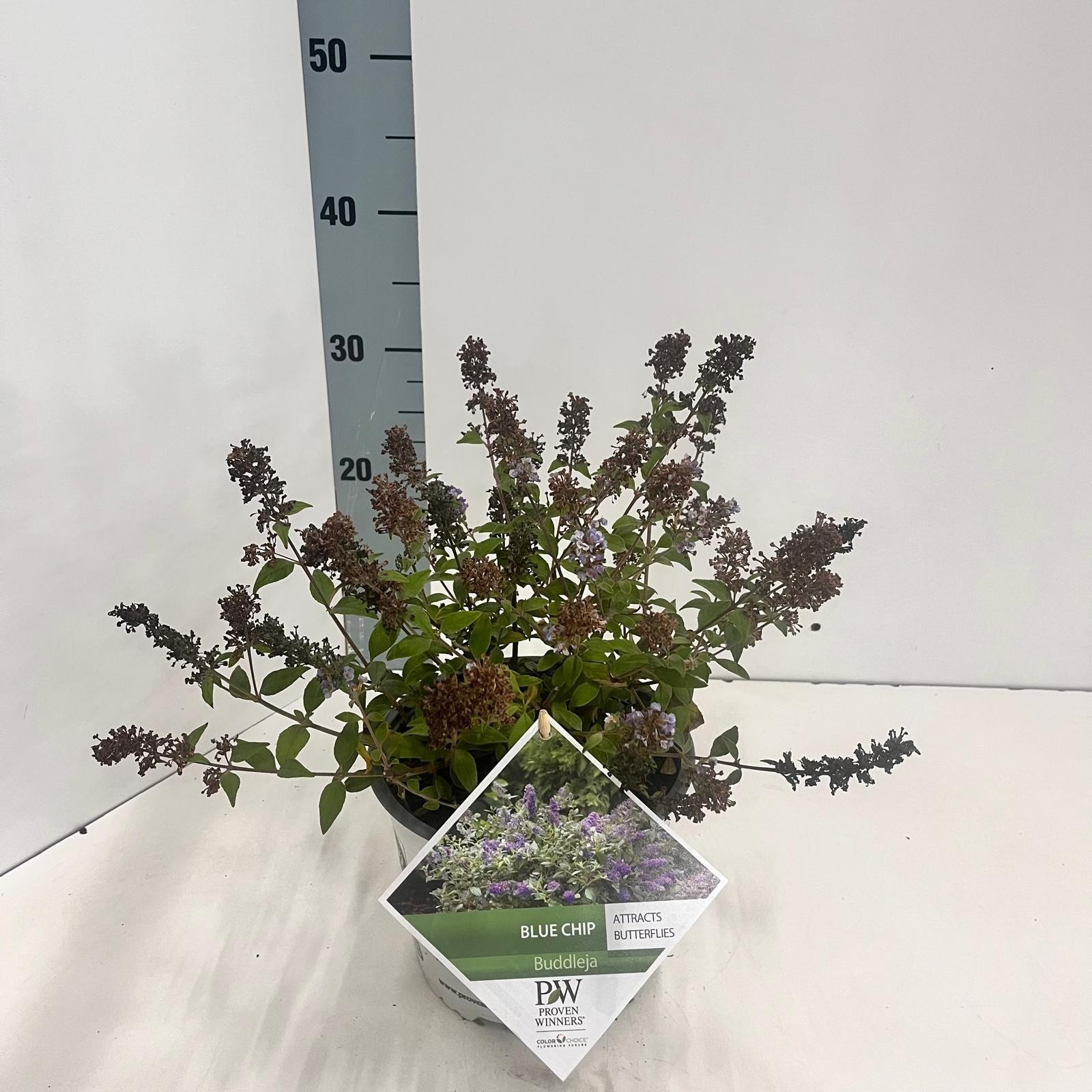 Picture of Buddleja 'Blue Chip' ®