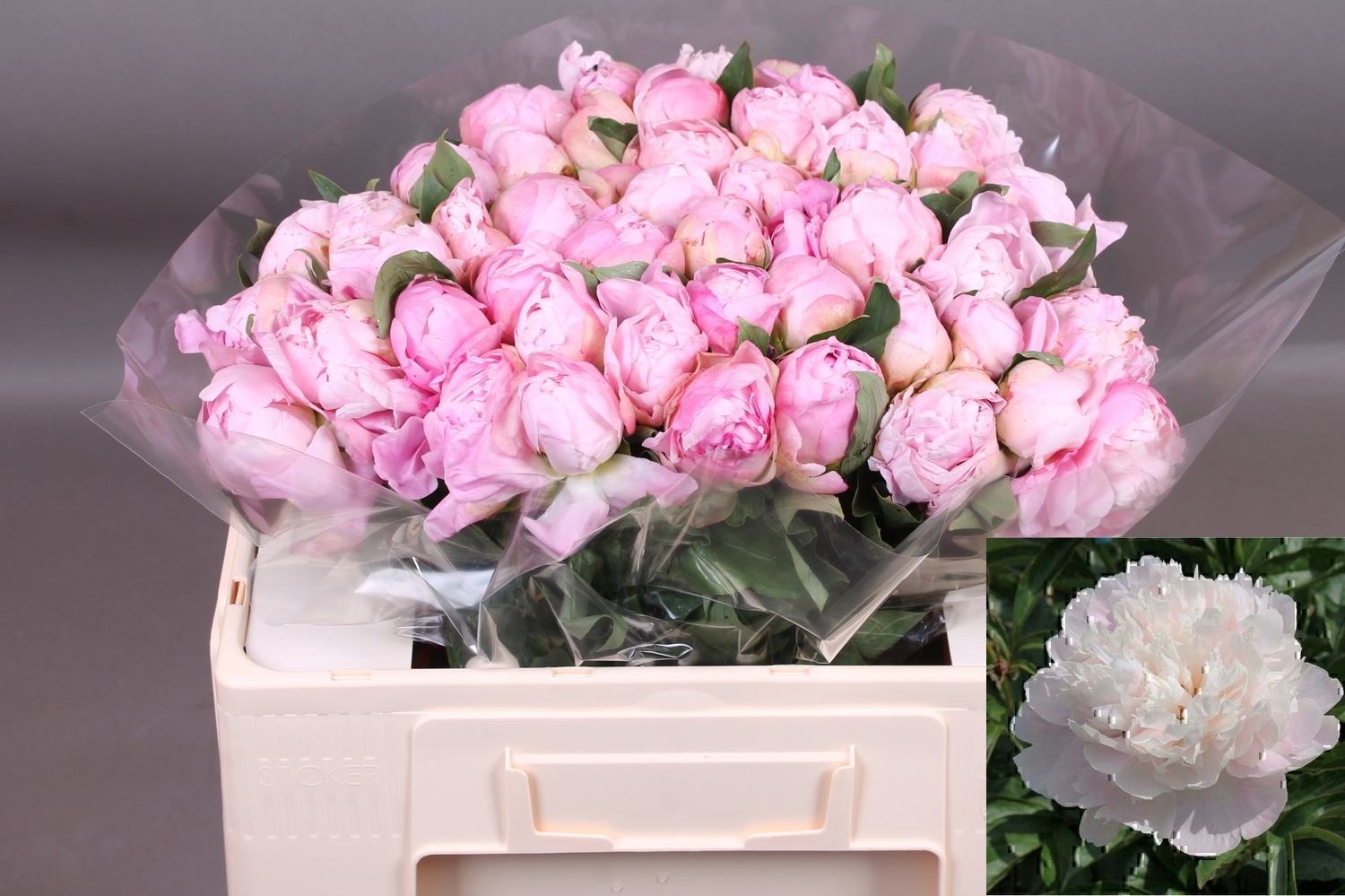 Paeonia (Lactiflora) 'Catharina Fontijn' PAEO L CATH FONTIJN | Gardenline