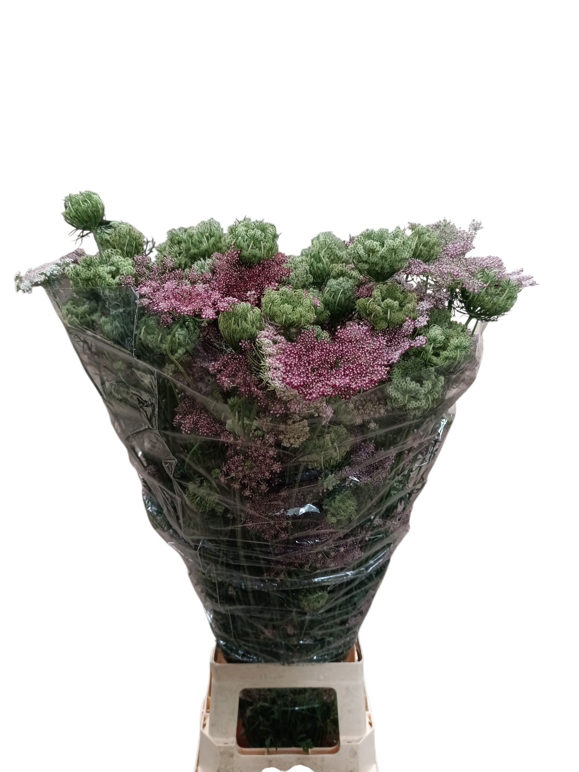 Daucus Carota Dara