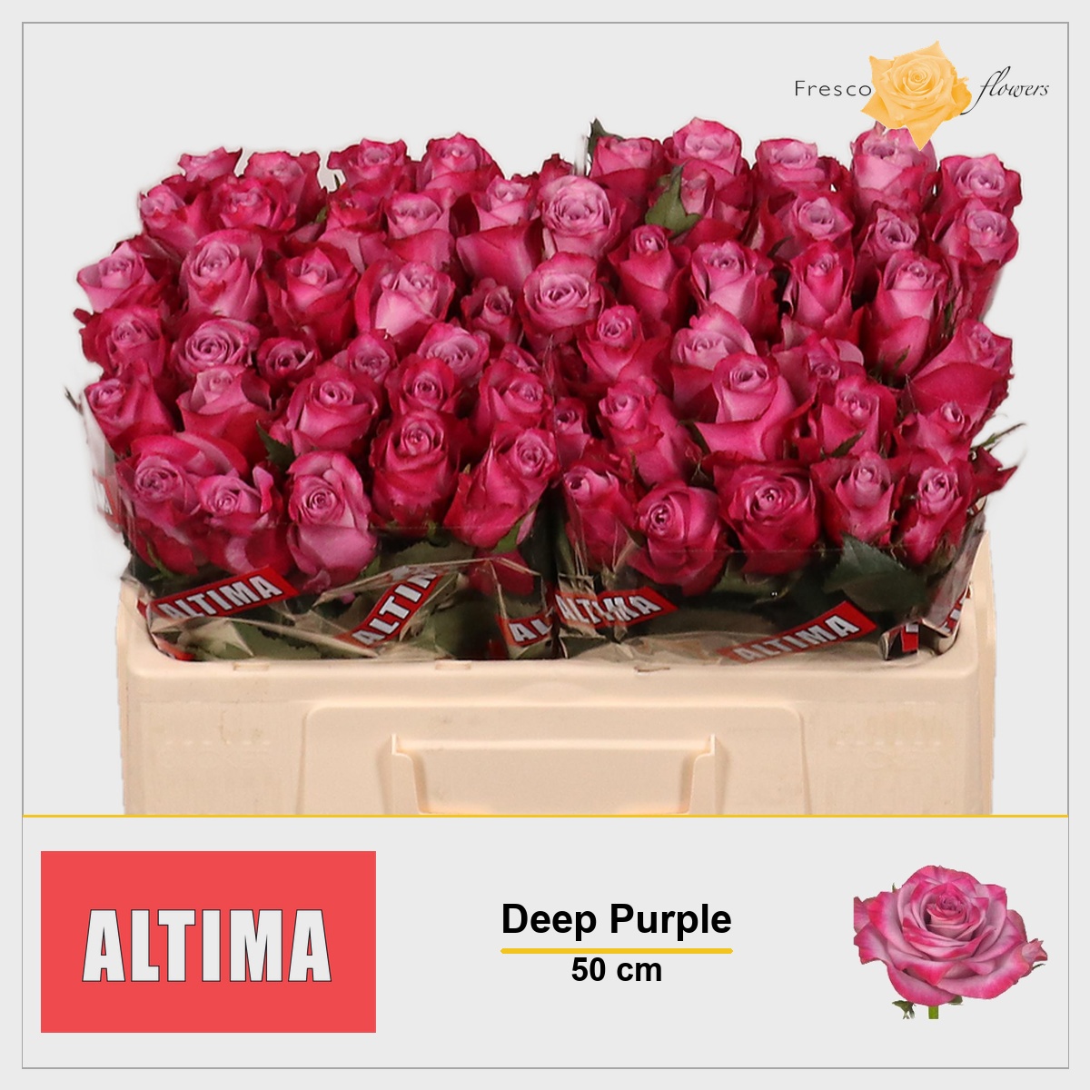 Rosa Deep Purple 50cm