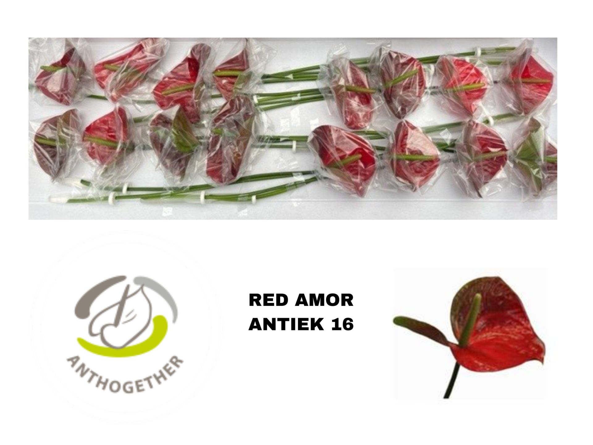 Anthurium Red Amor 11Ø