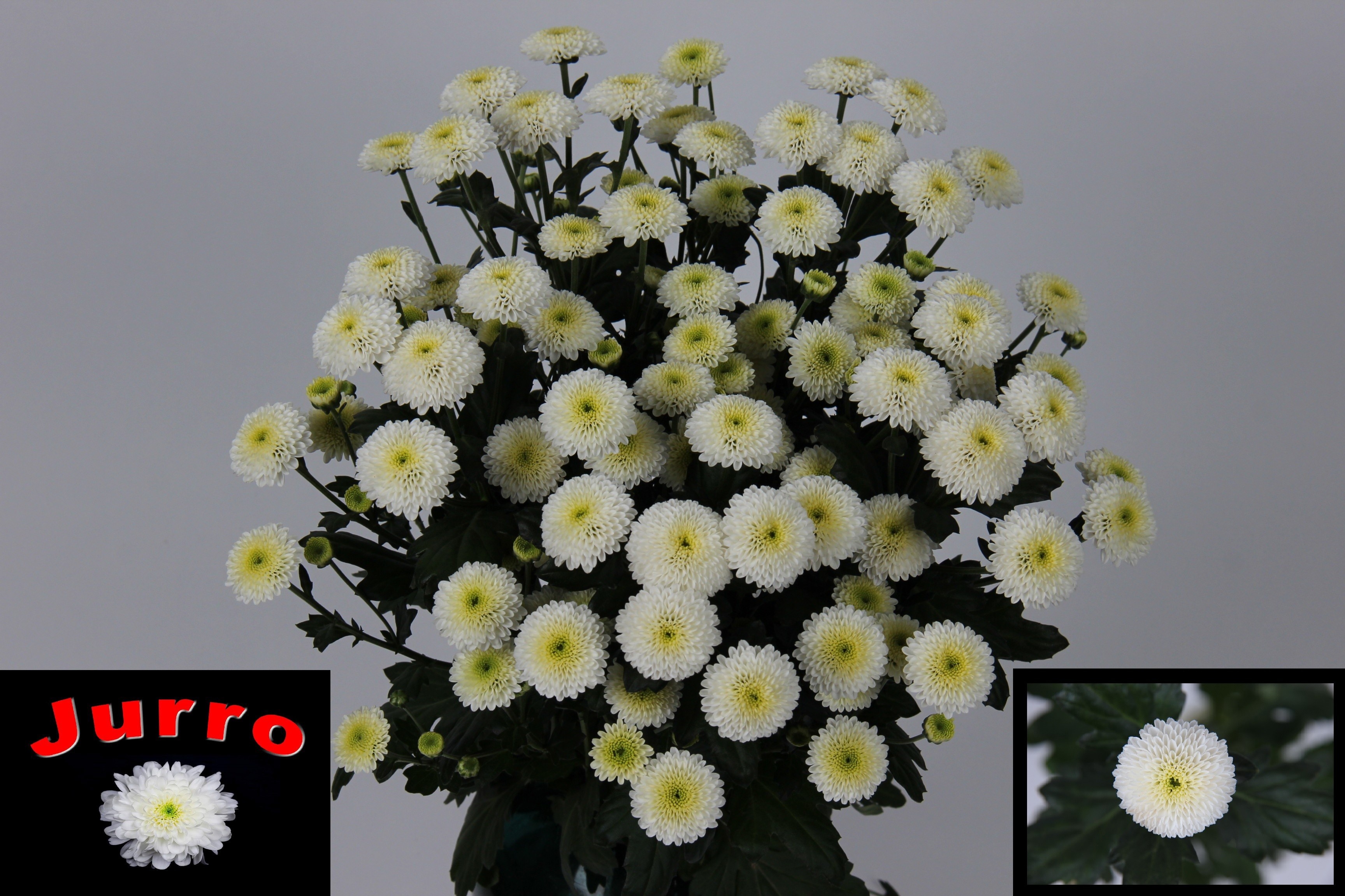 Chrys Santini Cologne 70cm