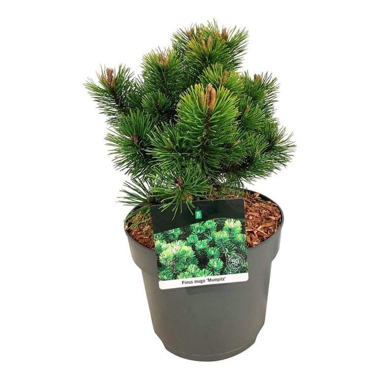 Picture of Pinus mugo 'Mumpitz'