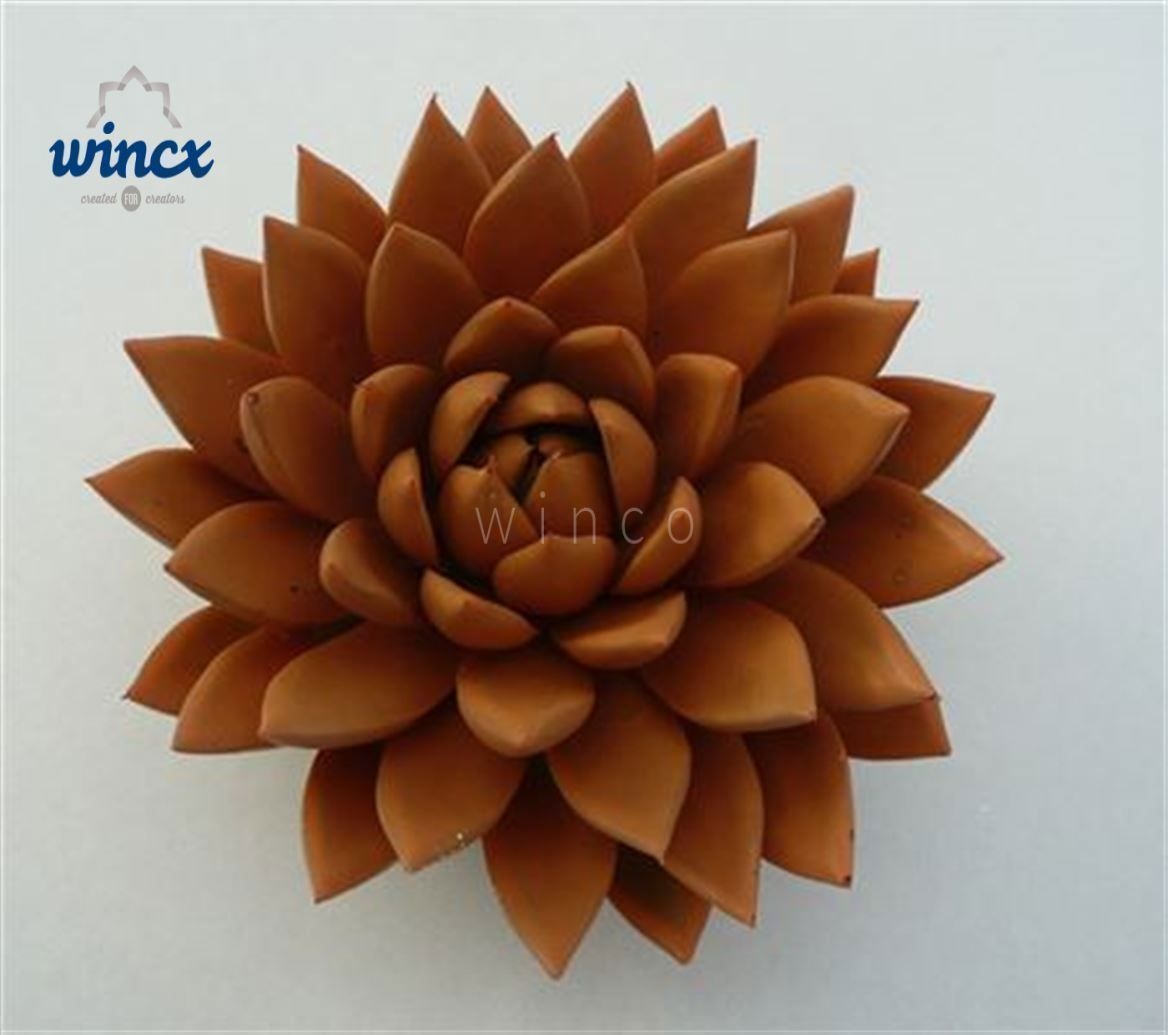 Echeveria Agavoides Paint Orange Pumpkin Cutfl