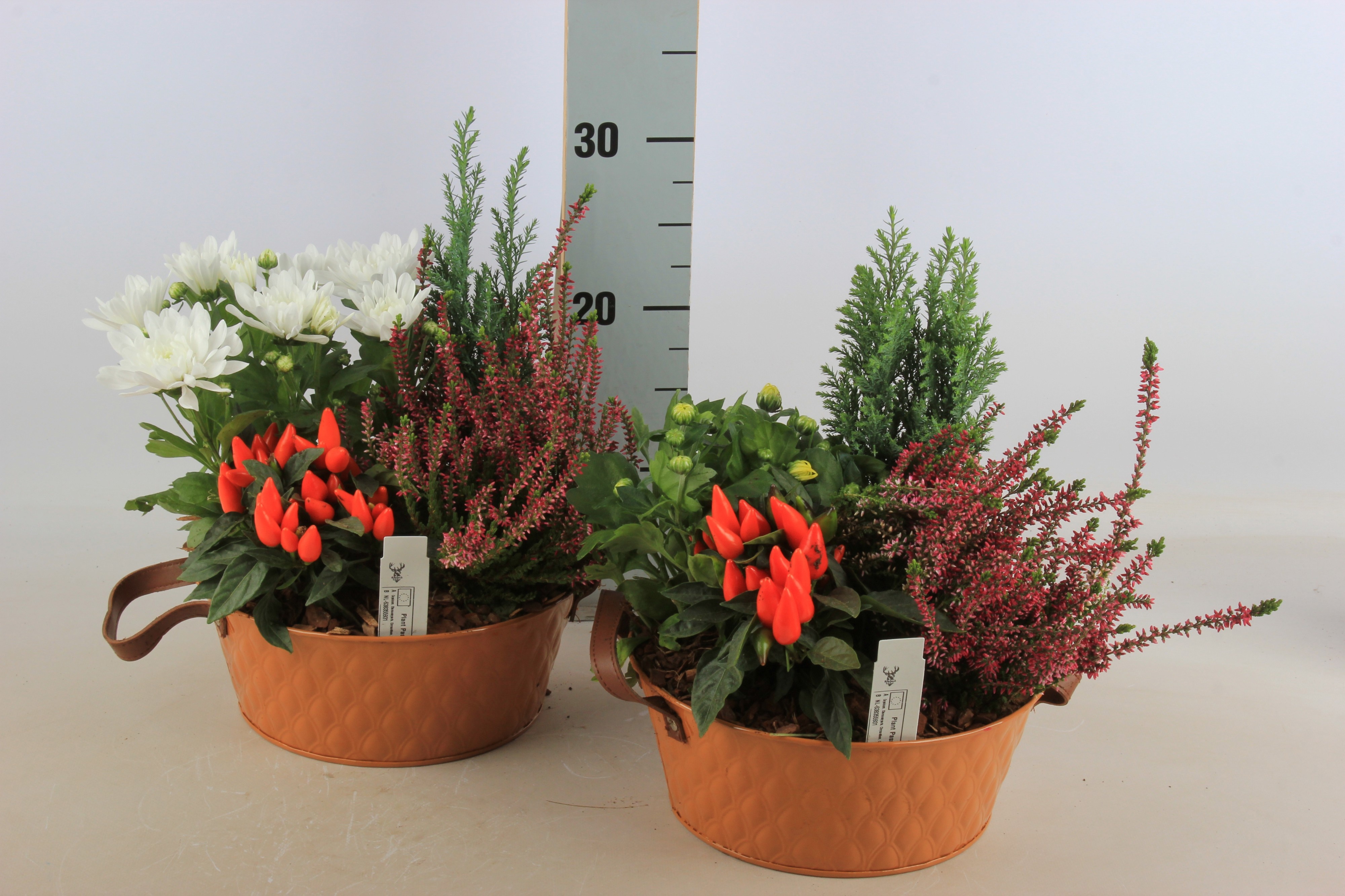 Arr Tuinplanten 23P 20cm 12bloei