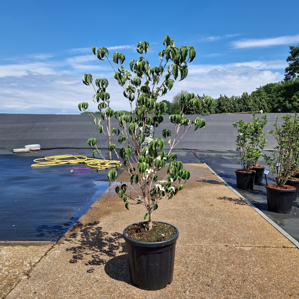Cornus kousa 'Robert's Select'