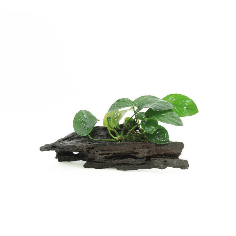 Driftwood (medium) met anubias