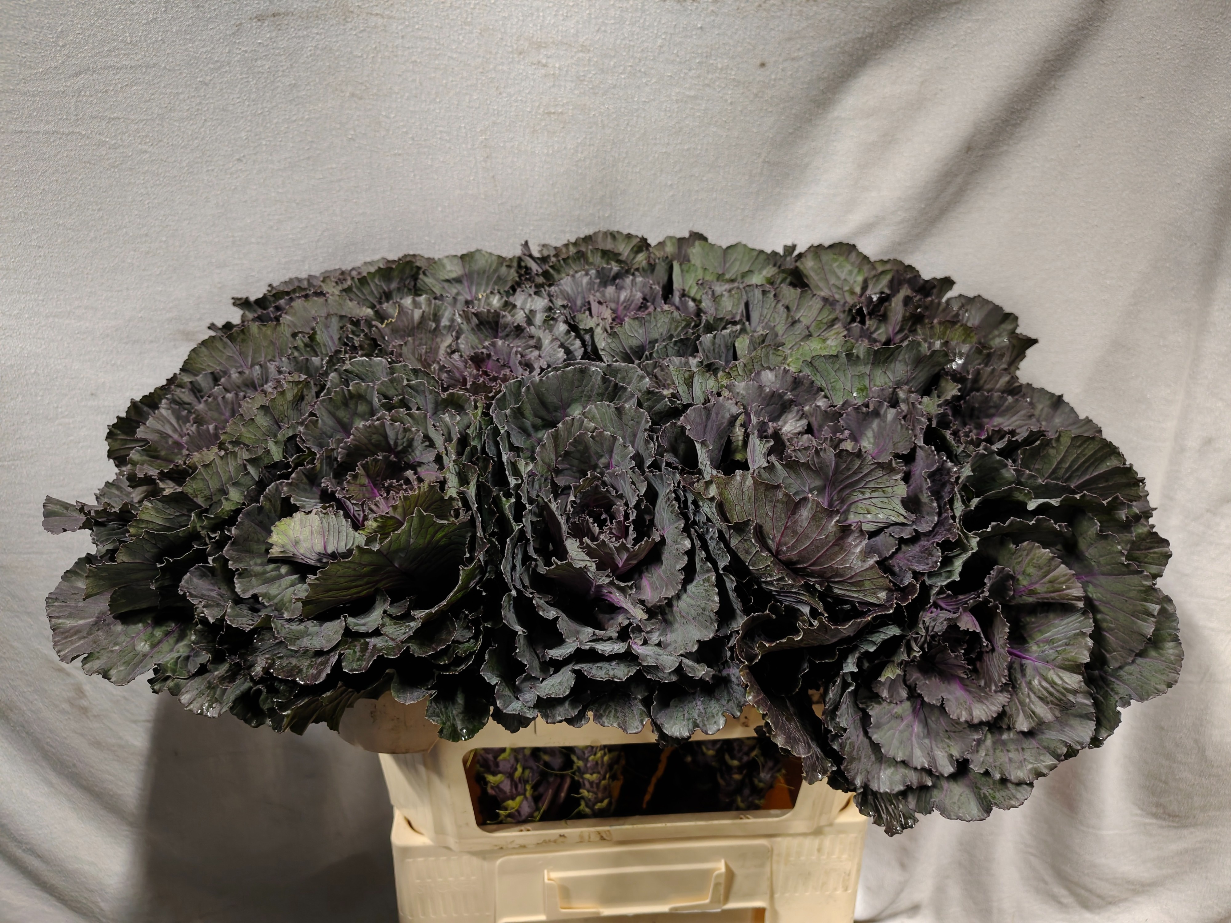 Brassica Black Leaf 70cm