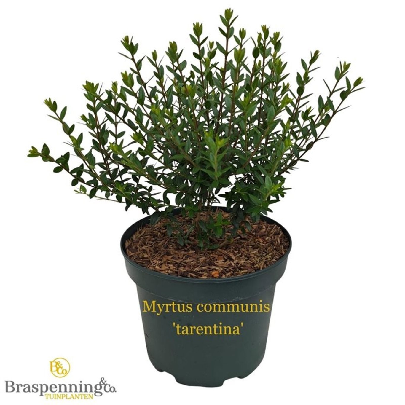Myrtus communis tarentina