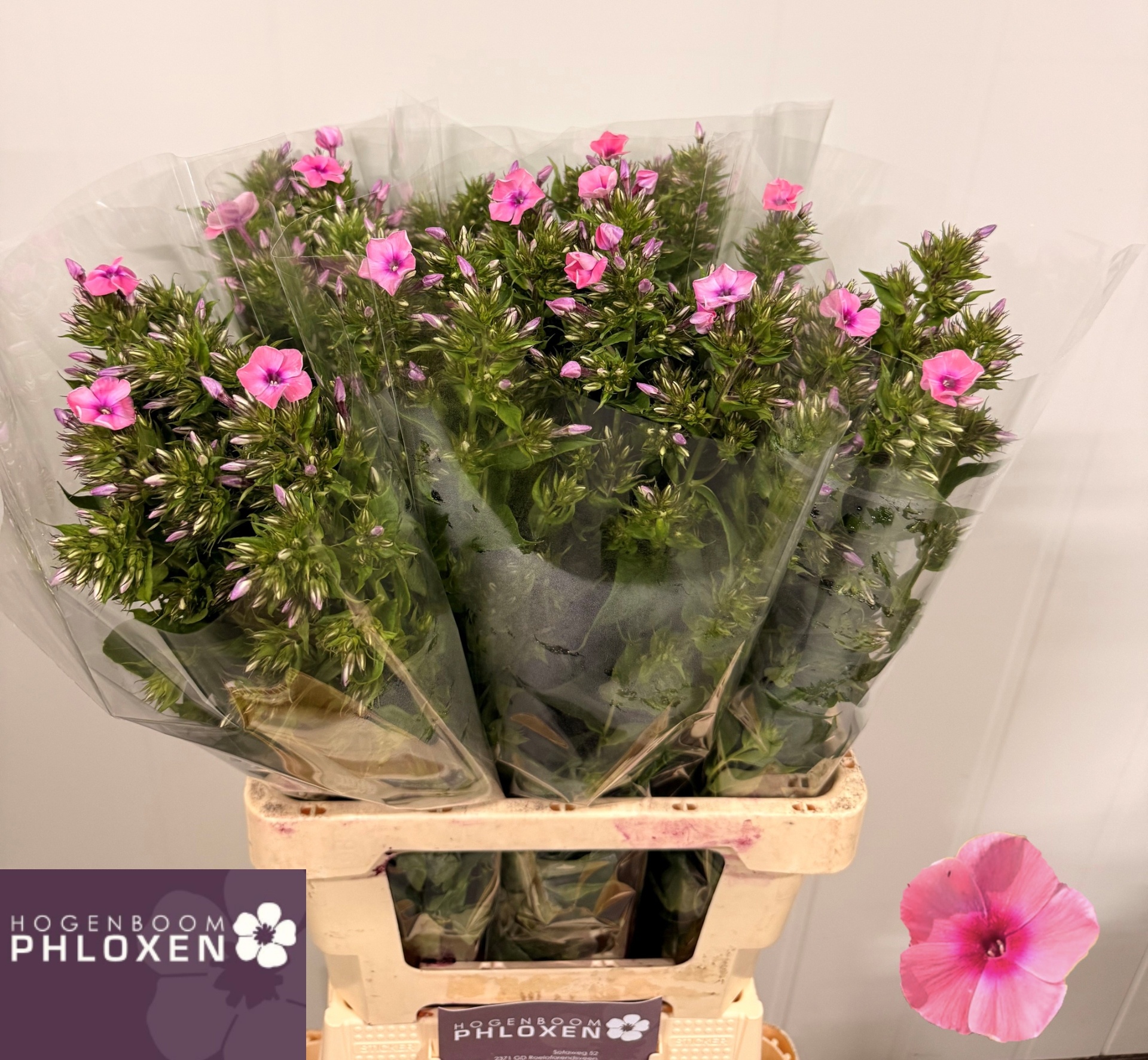 Phlox P Kiki 70cm
