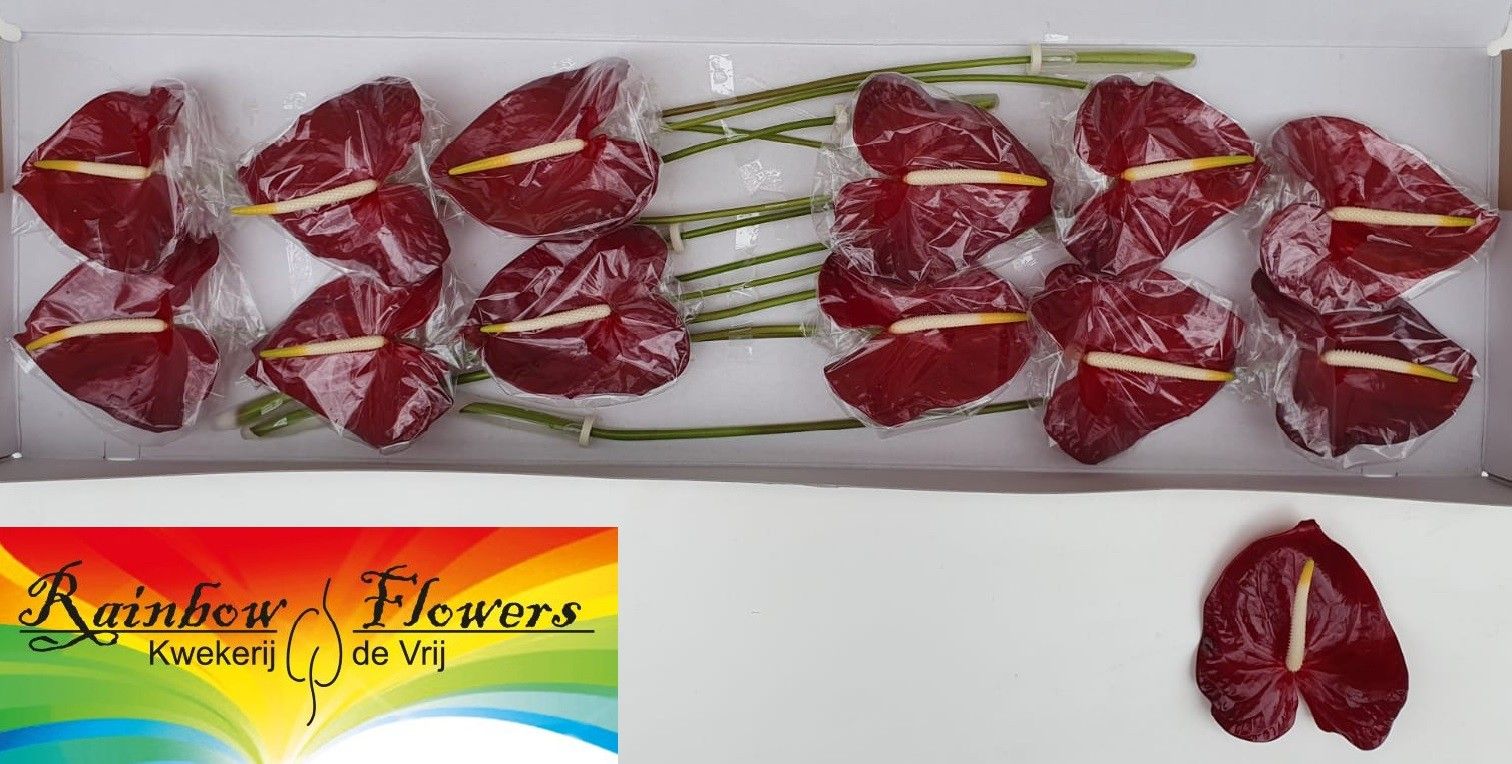 Anthurium Galaxy 13Ø