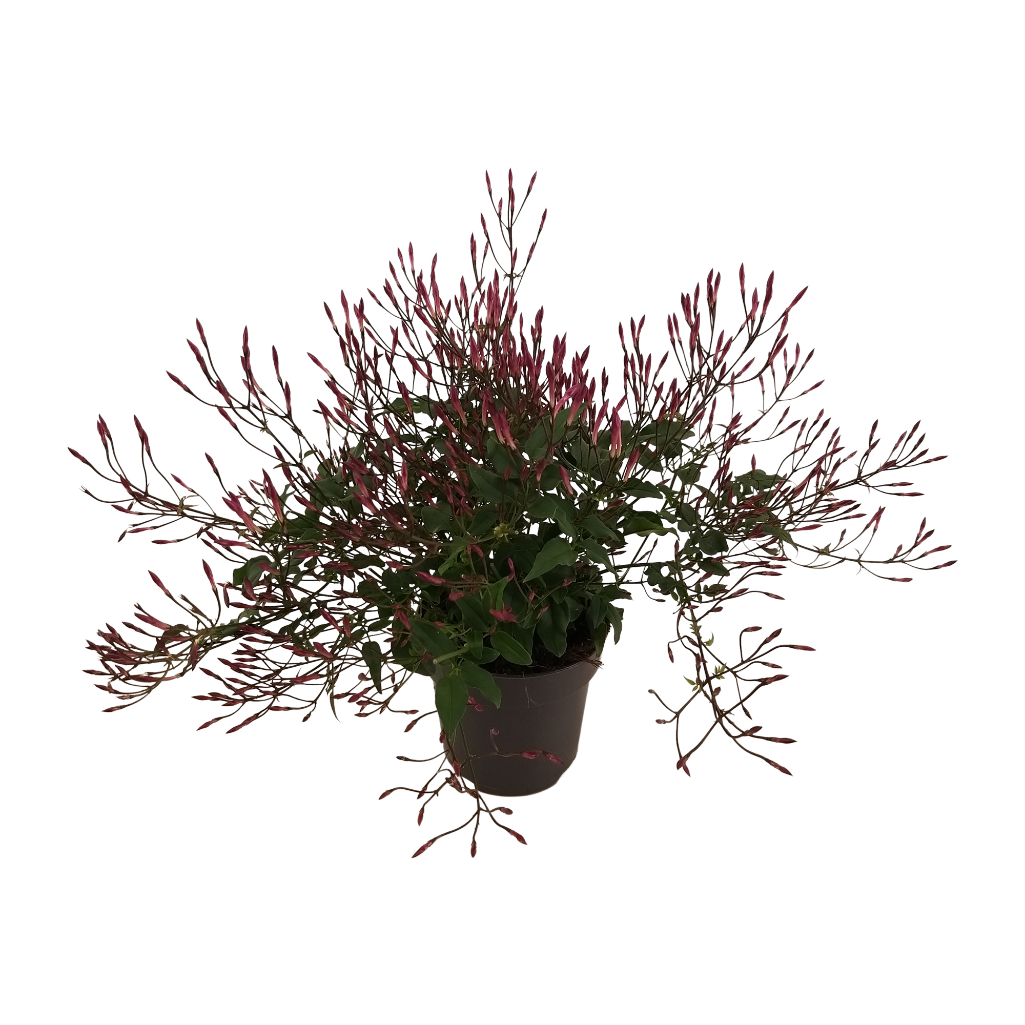 Picture of Jasminum Passion Dark Pink bush 300 buds in paper sleeve P12 40CM