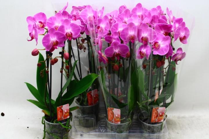 Phal El Cascade 12P 45H 2TAK 14bloem 23bloei