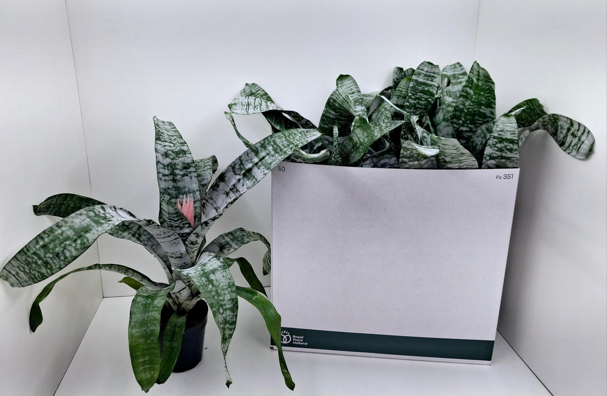 Aechmea fasciata 'Primera' - Kokerbromelia