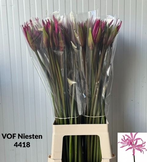 Nerine Amarine Dark Pink 70cm