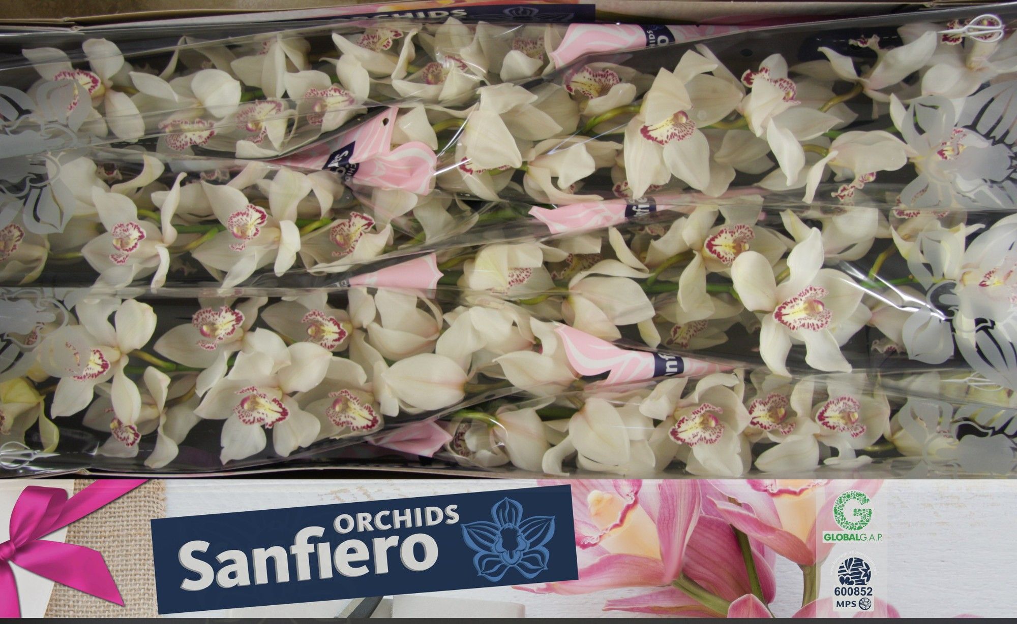 Cymbidium Mrs Sugar Lee 12/15bl