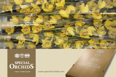 Cymbidium Classic 12/15bl