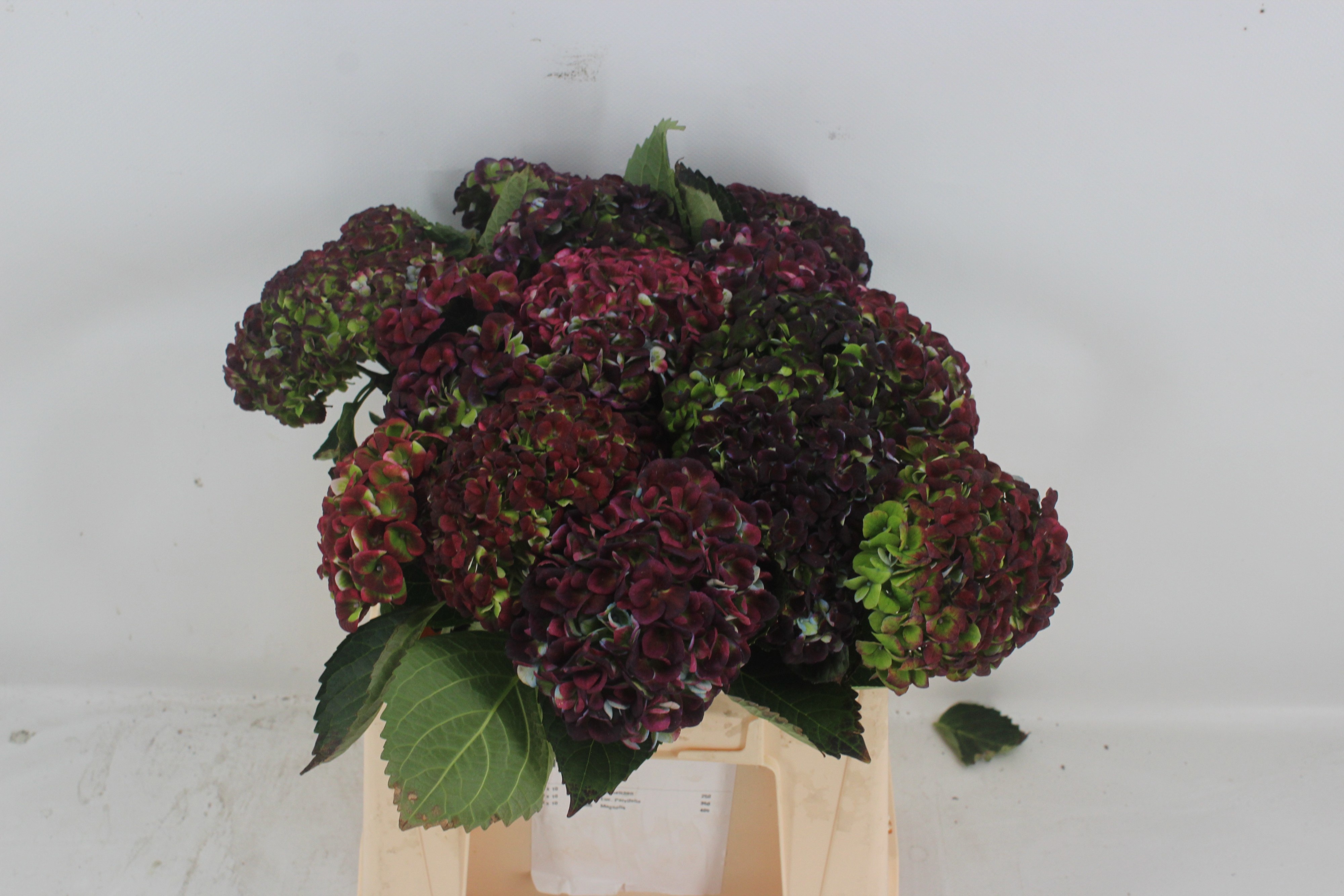 Hydrangea Revolution Classic Purple 40cm 10Ø