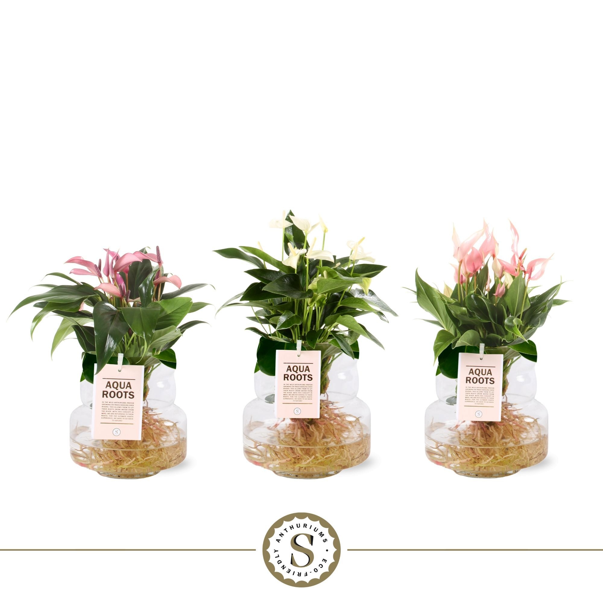 Anthurium (Andreanum Grp) mixed 3 colours AQUATORMIX | Hamiplant
