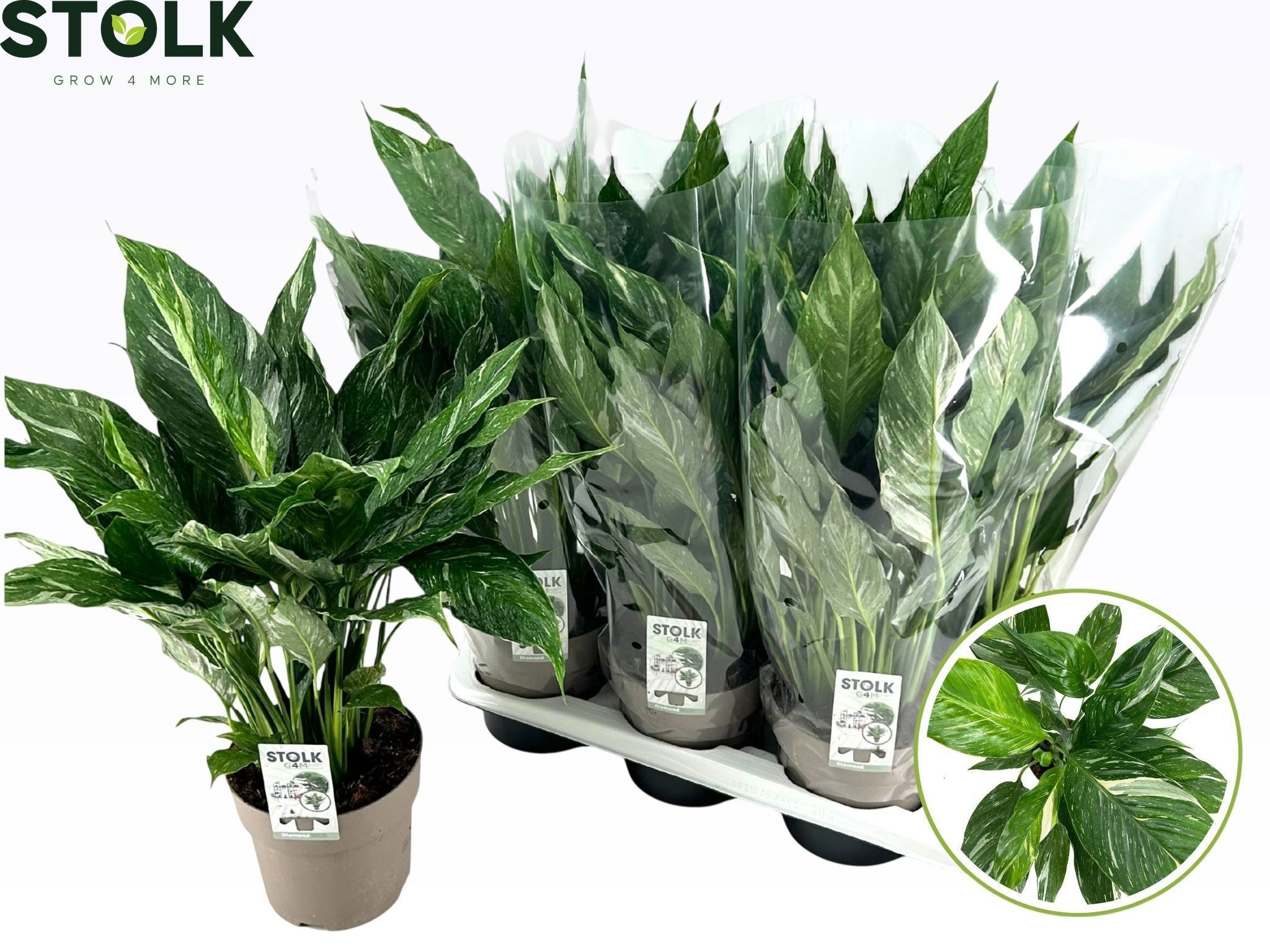 Spathiphyllum Diamond Variegata | Gardenline