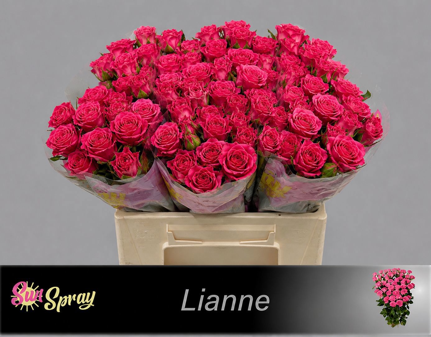 Rosa Spr Lianne 40cm