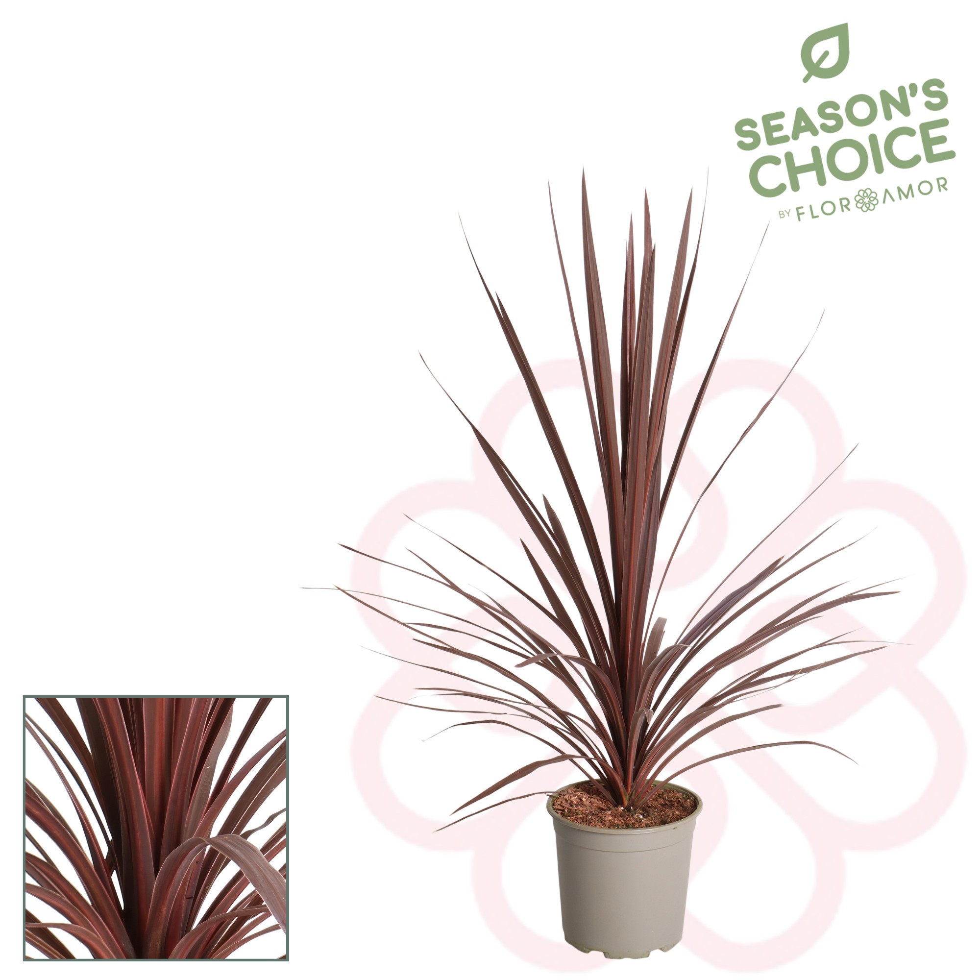 Picture of Cordyline 'Red Star' 75 - 80 cm