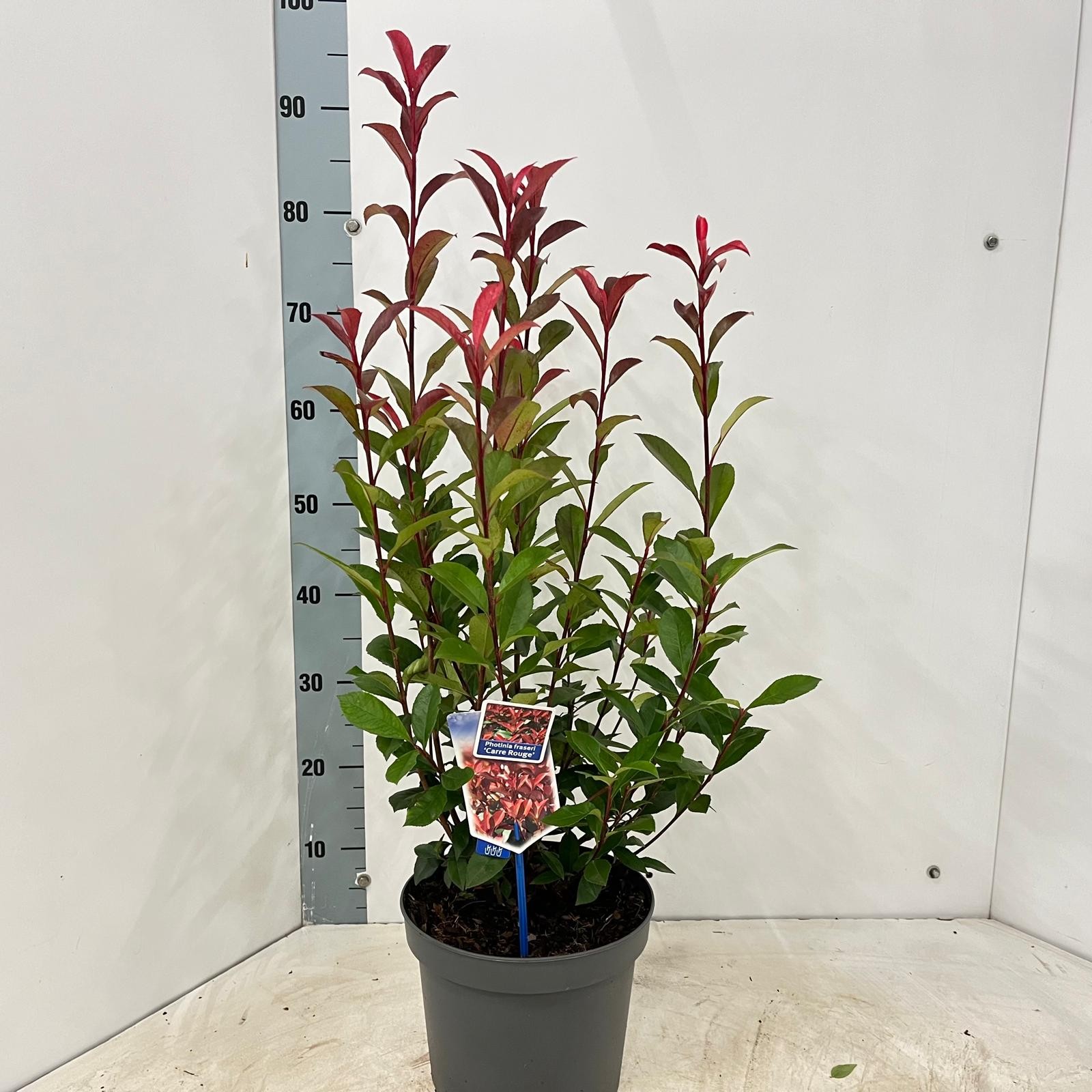 Picture of Photinia fraseri 'Carré Rouge'