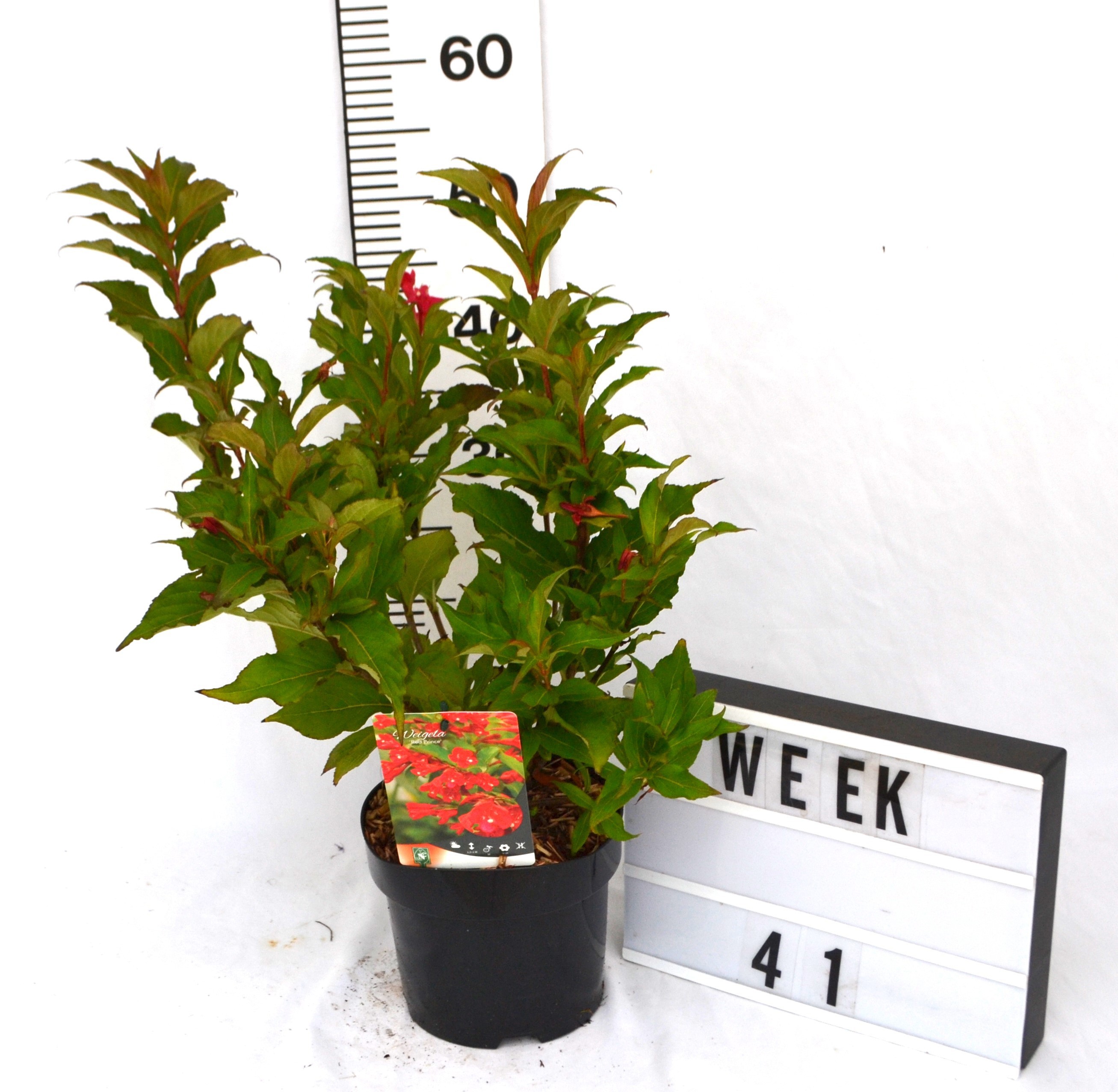 Weigela 'Red Prince'