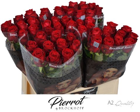 Rosa Red Naomi 60cm
