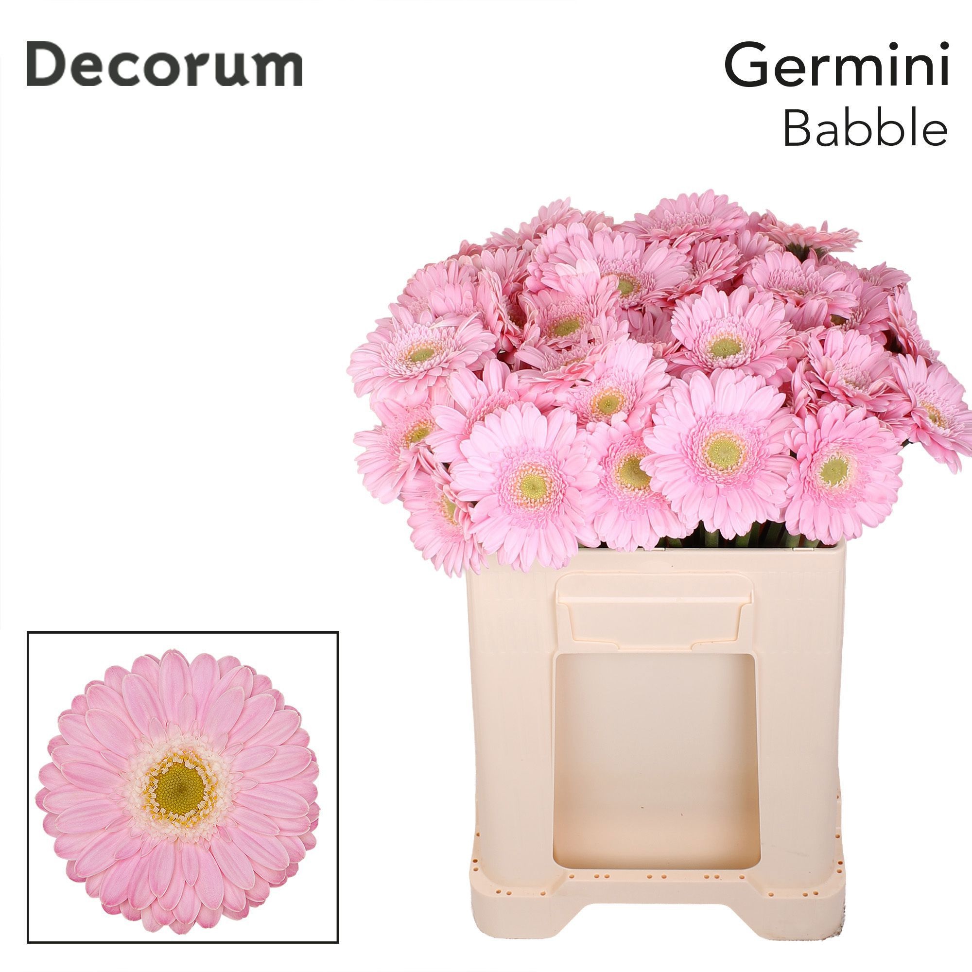 Ge Mi Babble 50L.cm 23bloei