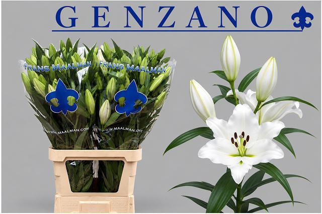 Lilium Ot Genzano 100cm 4/5bl
