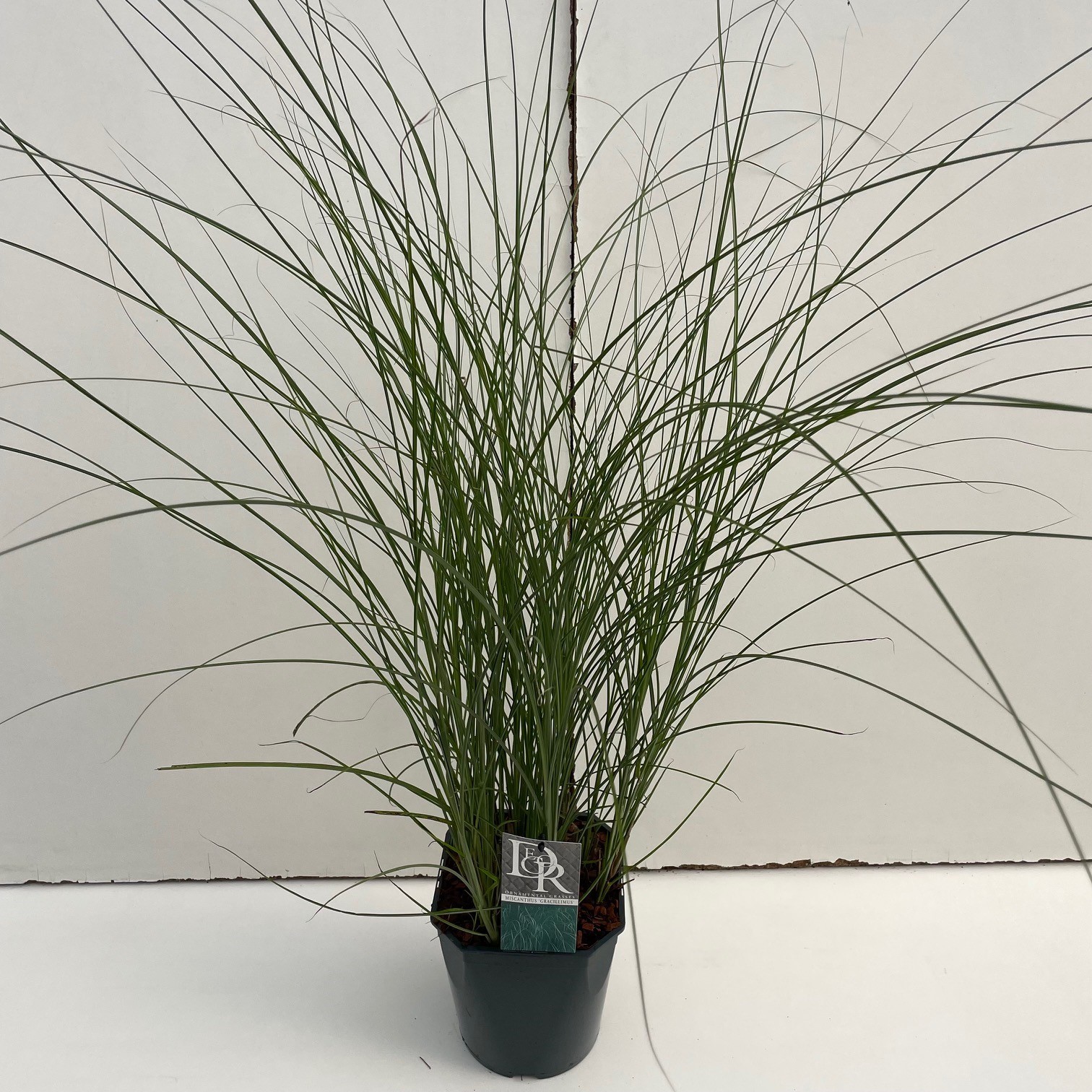 Picture of Miscanthus Gracillimus P23 (5 Ltr) SQUARE