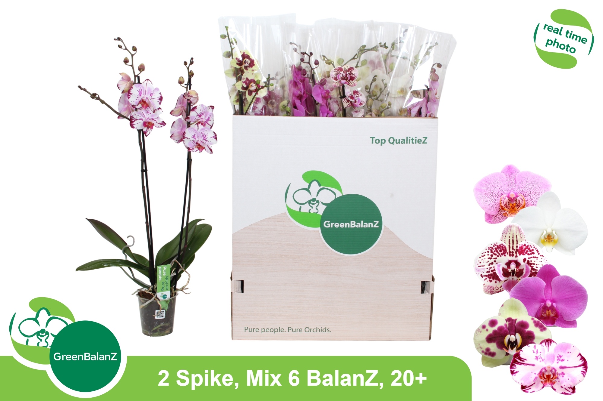 Phal Gem 6 Kl 12P 75H 2TAK 20bloem 23bloei