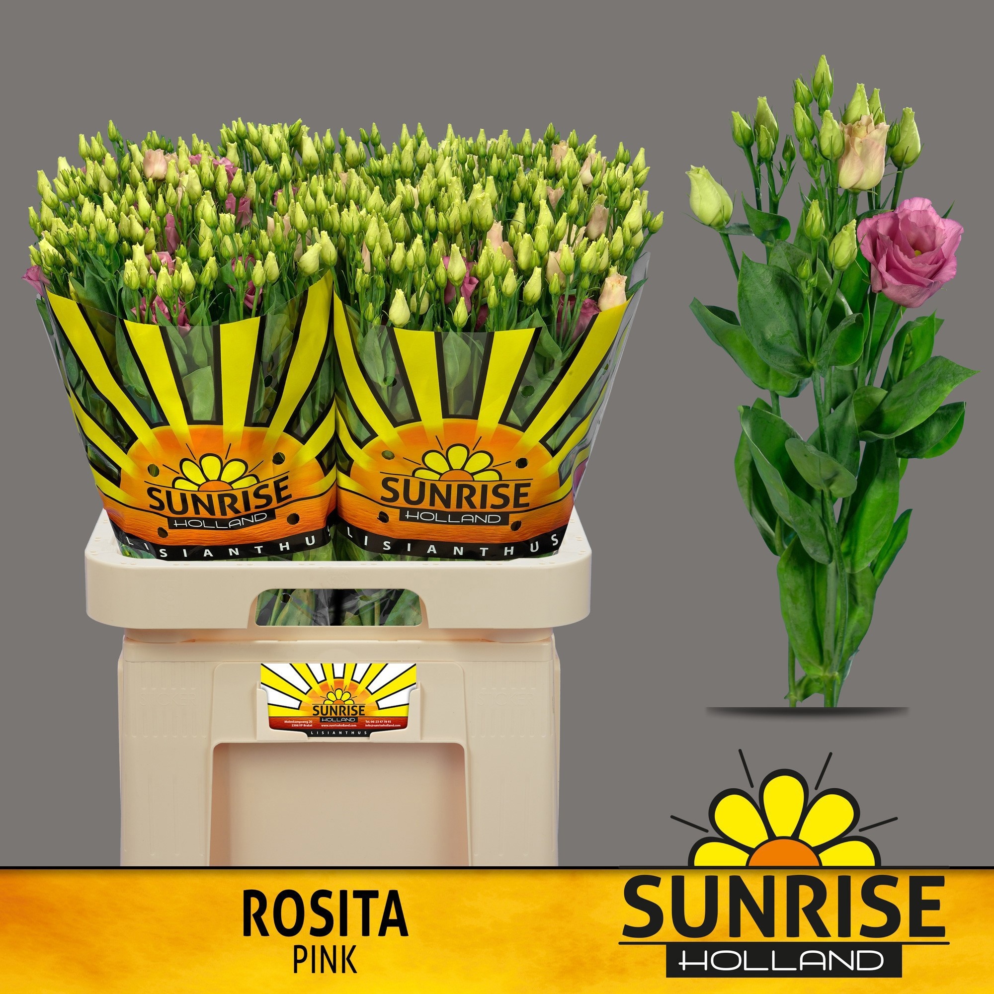 Lisianthus Double Rosita Pink 70cm