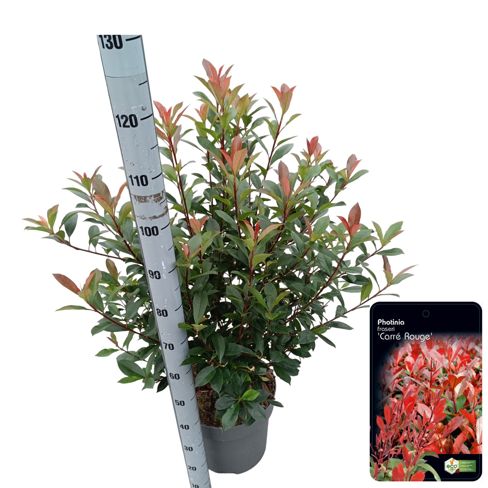 Picture of Photinia fras. 'Carré Rouge' C15