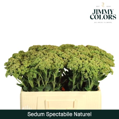Sedum Spectabile