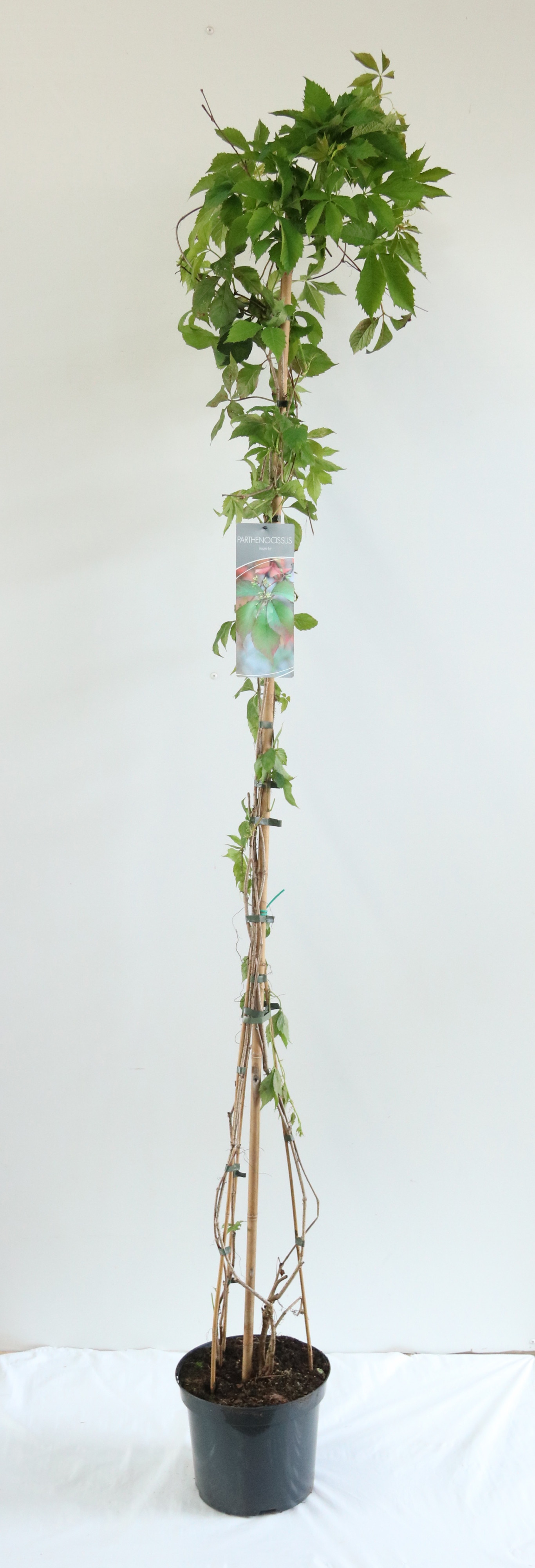Parthenocissus inserta