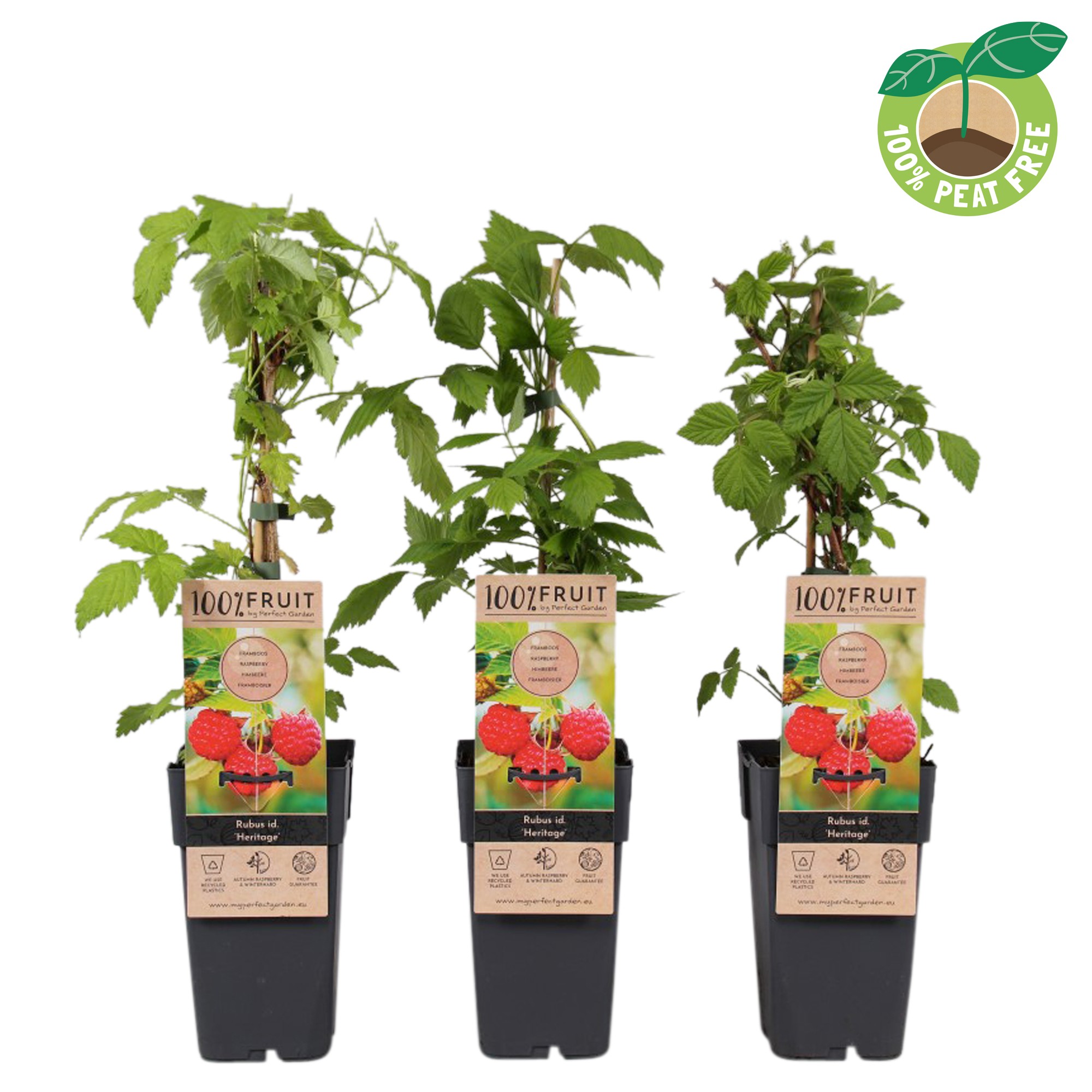 Picture of Rubus idaeus Heritage P15 (2 Ltr/high)